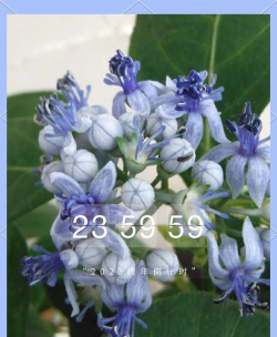 常山花怎么养护