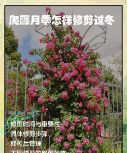 爬藤月季黑龙江如何过冬