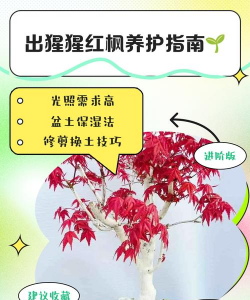 红枫秋季怎么养