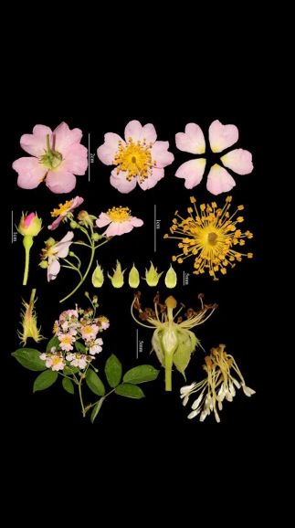 什么是粉团蔷薇