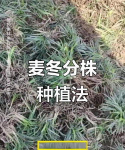 麦冬花怎么繁殖