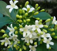 千里香树如何移植