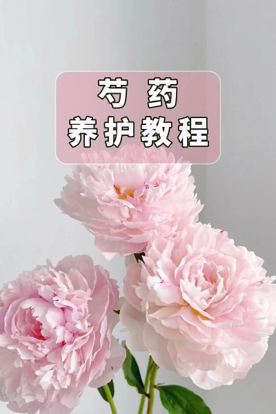 秋冬季节芍药花如何管理