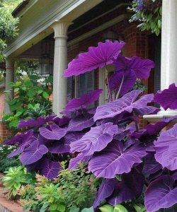 紫色芋头叶子什么品种