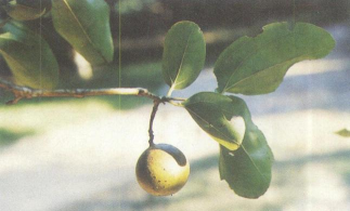 马钱子栽培技术