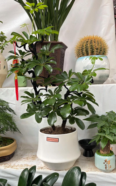 鸭脚木属于什么木