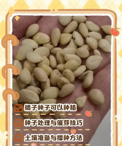 橘种子怎么育苗