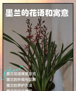 墨兰代表什么花语