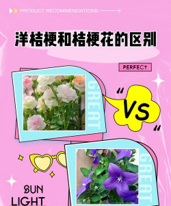 桔梗有什么区别