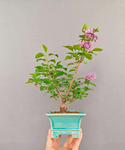 怎么制作丁香盆景