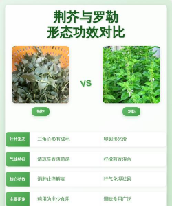 荆芥和什么香味相似