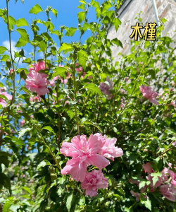 木桑树开什么花