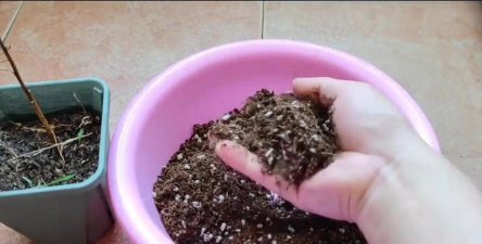 家庭养花用生根粉