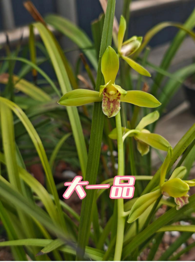 大一品兰花如何养好