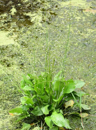 泽泻属于什么花科