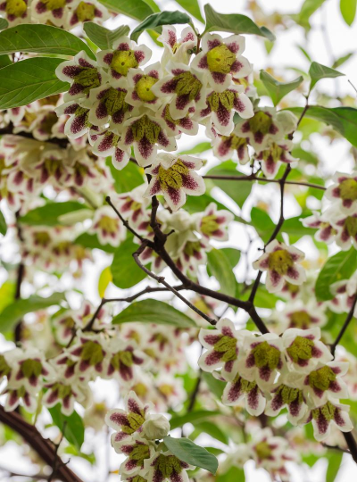 橡树什么时候开花