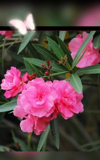 夹竹桃的花影像什么