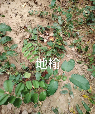 地榆生长什么地方