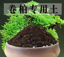 卷柏养殖用什么土