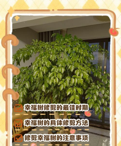 幸福树如何给树干做造型