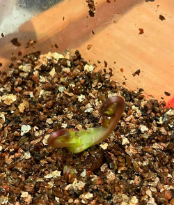 银莲花花期后如何处理