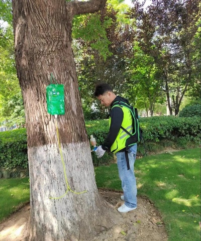 重阳木锦斑蛾如何消杀