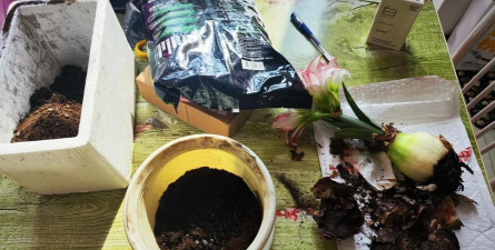 家庭养花用生根粉