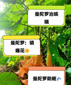 曼陀罗花怎么药用