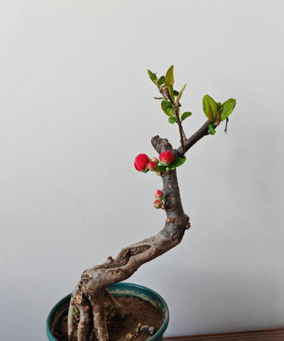 红玉花怎么养殖