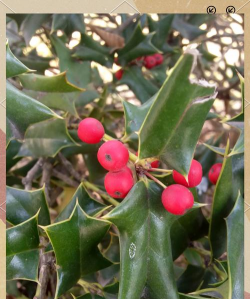 枸骨叶片发黑为什么