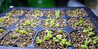 家庭养花用生根粉