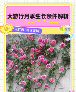 如何让月季大游行爬起来