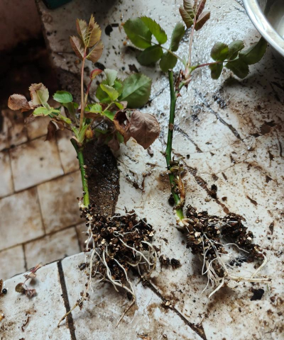 家庭养花用生根粉