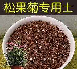 松果菊用什么土