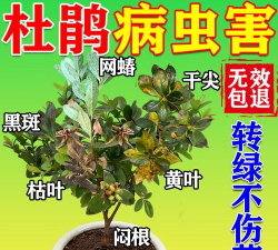 杜鹃黄叶用什么药