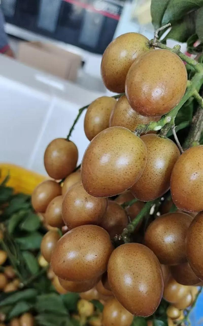 浑身黄皮是什么水果