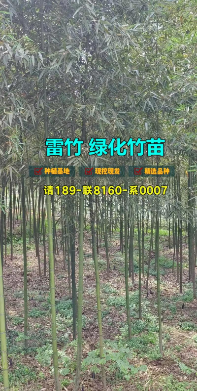 雷竹的栽培管理技术 雷竹的栽培管理技术