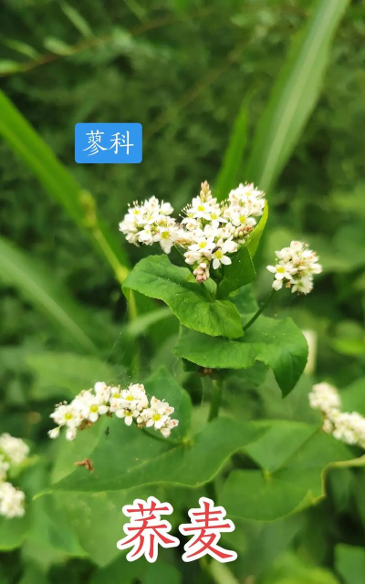 芥麦属于什么植物