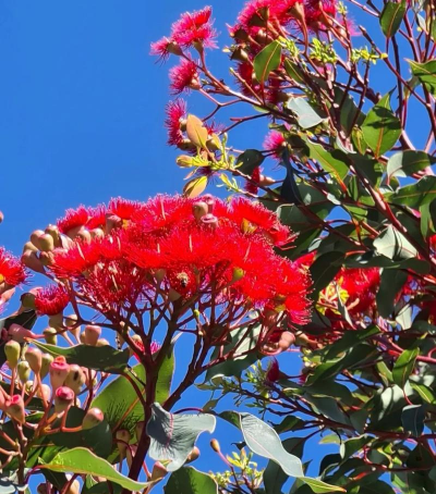 桉树什么时候开花