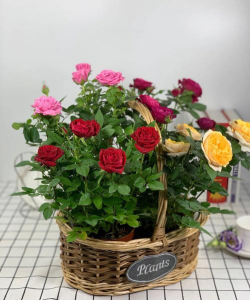 家庭养花用生根粉