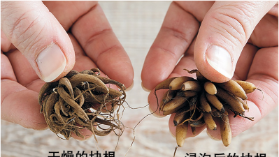 家庭养花用生根粉