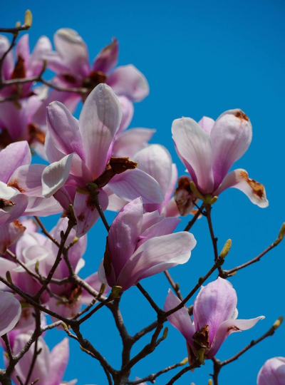辛夷花什么季节开放