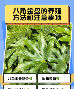 如何种植八角金盘种子