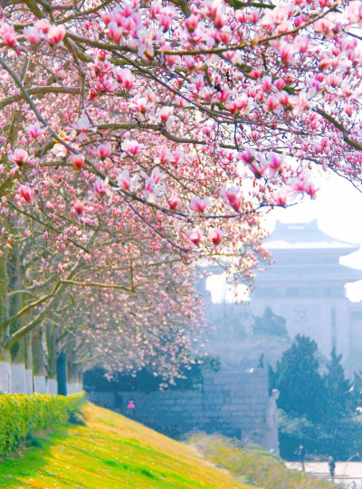 南京以什么花代表