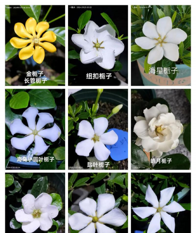 什么品种栀子最香