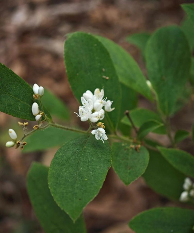 华山矾是什么科