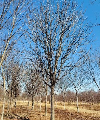 冬季移栽千头椿