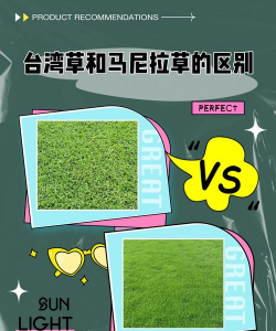 马尼拉草怎么辨认