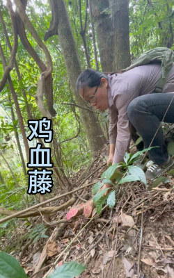 鸡血藤是什么植物