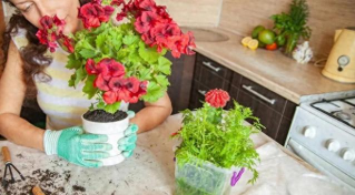 家庭养花用生根粉